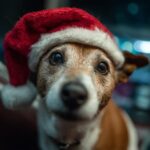 Close-up of a cute dog wearing a red Santa hat, ready for stress-free Christmas planning.